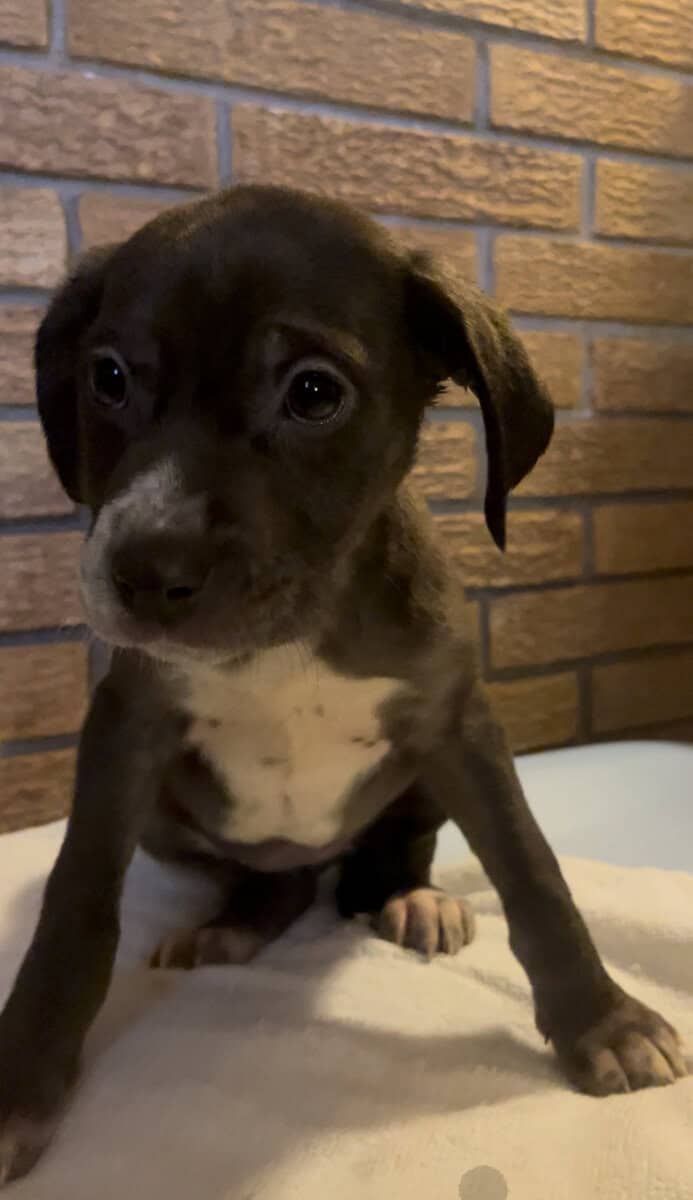 Dane/Dal mix puppies image 2