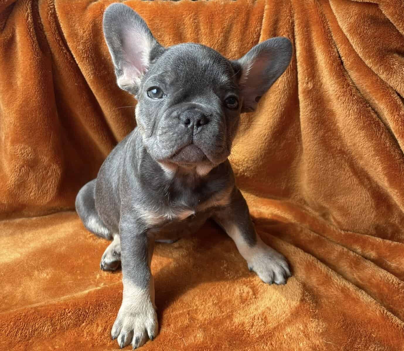 FRENCH BULLDOG EXPECTING IN MARCH image 3