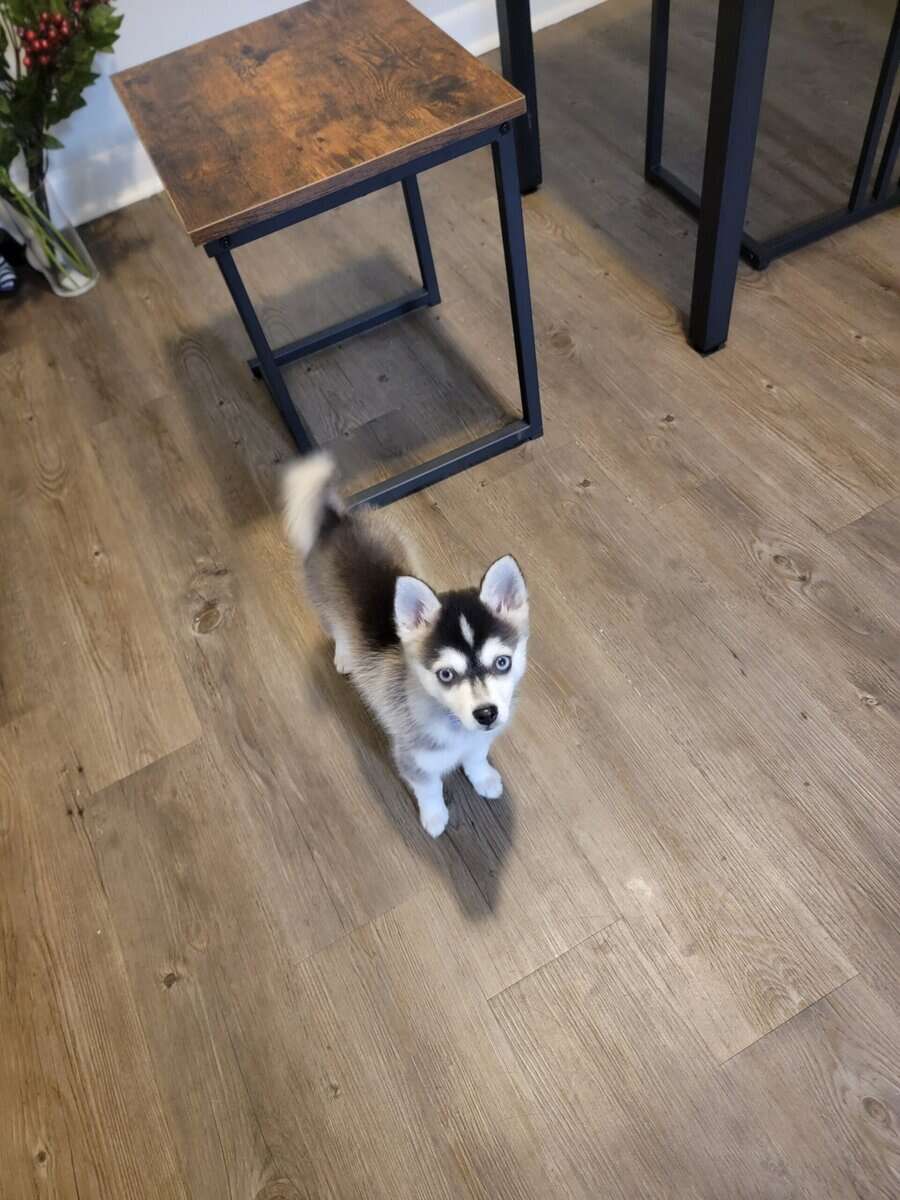 3 month old klee kai image 2