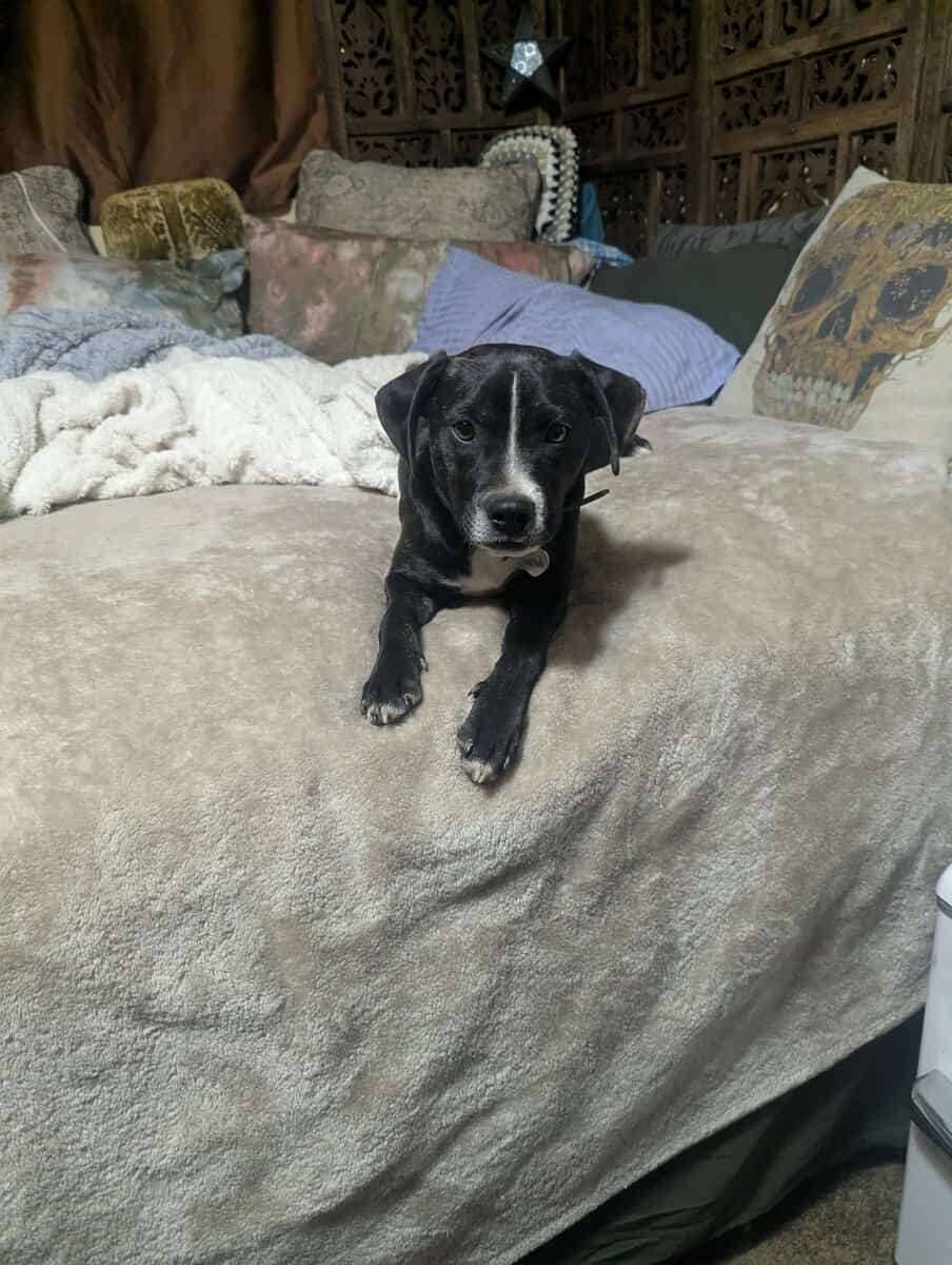Three sweet babies looking for their forever homes image 3