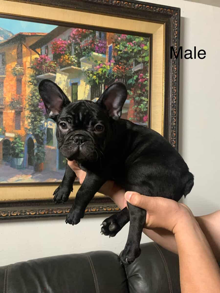 French Bulldog puppies image 1