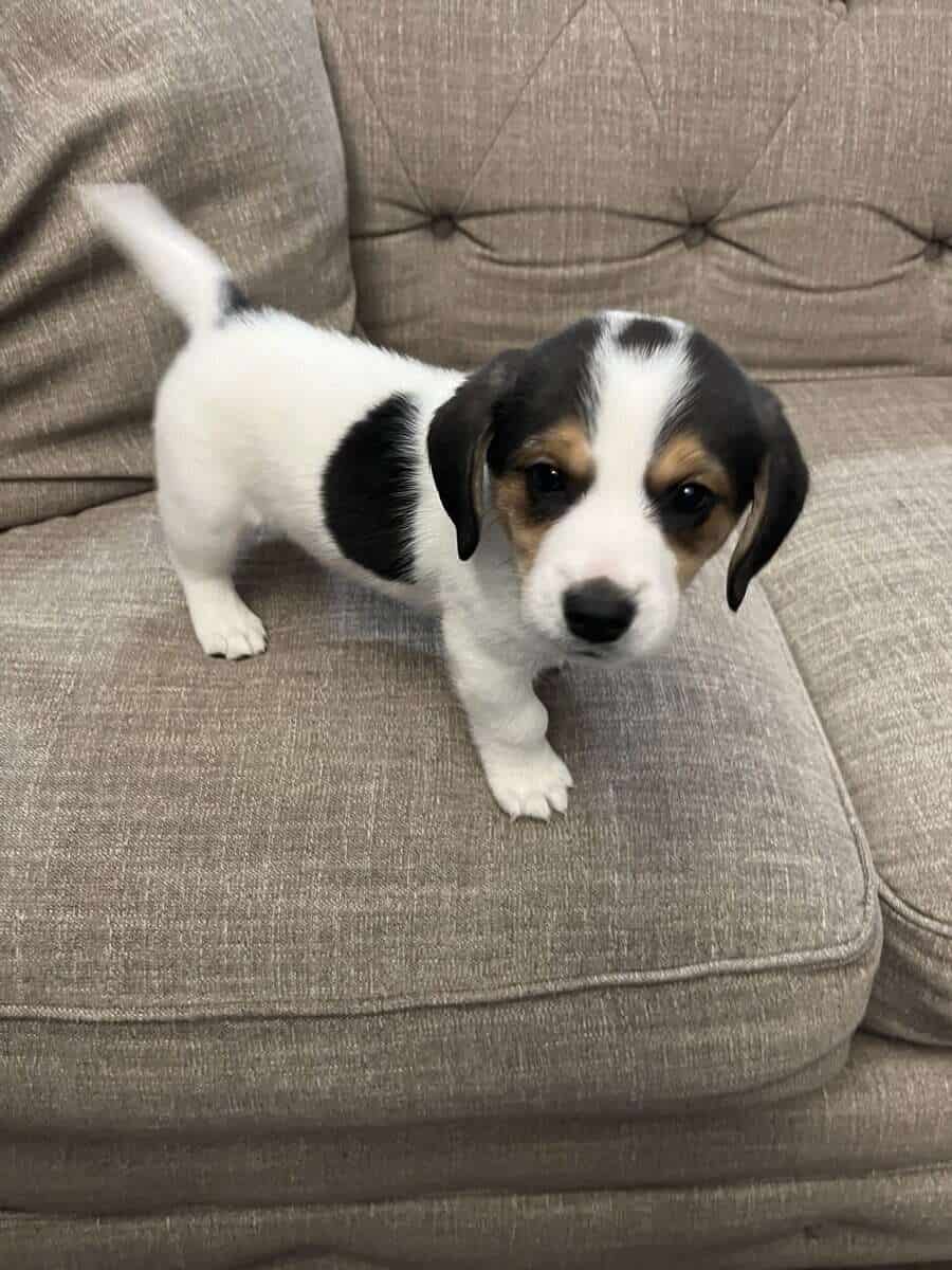 8wk old Beagle Mix puppies image 4