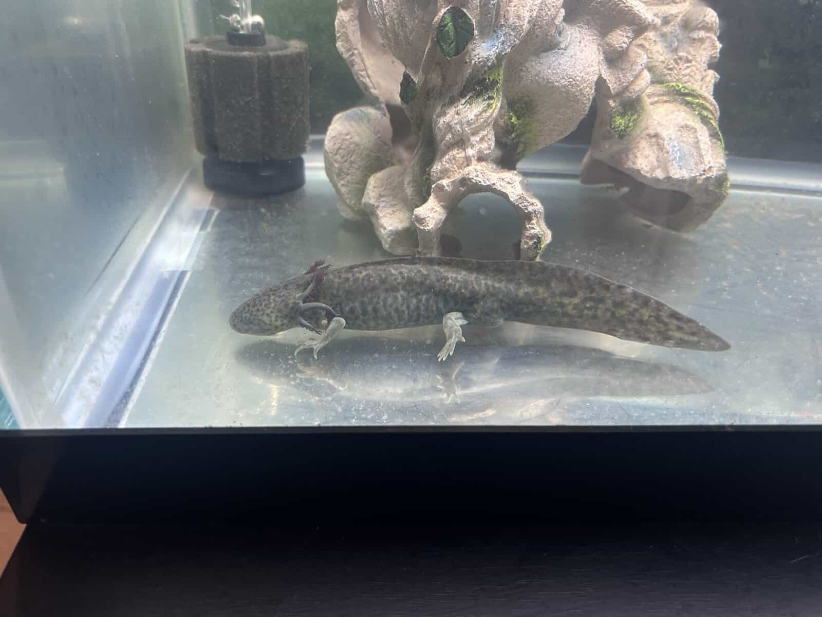 Axolotls image 6