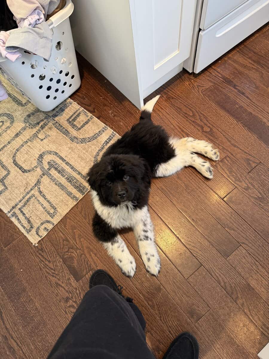 Female Newfoundland Puppy image 1