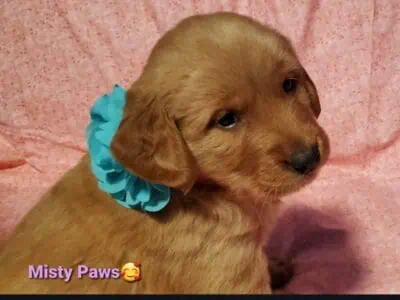 Golden retriever puppy