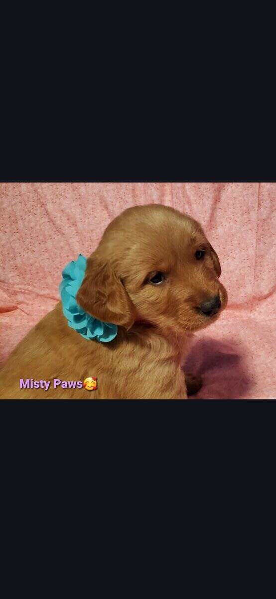 Golden retriever puppy image 1