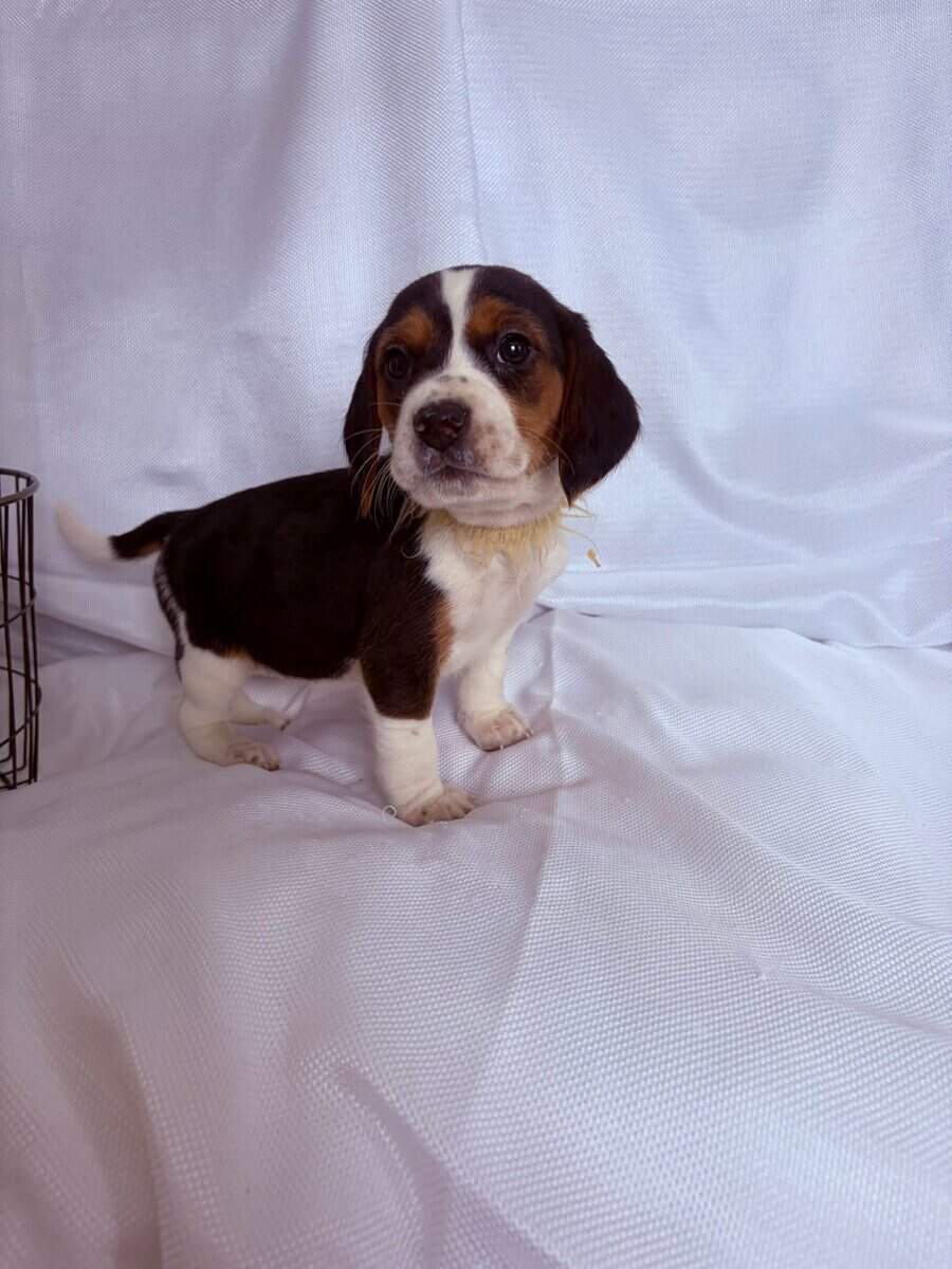 6 week old beagle puppy yellow collar image 2
