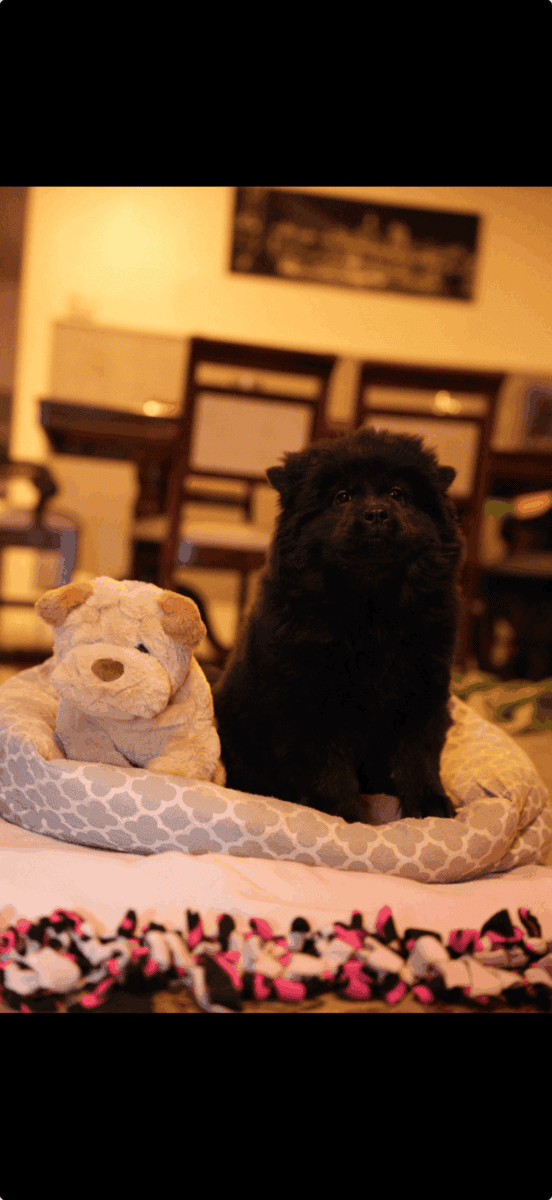 chow chow puppy image 1