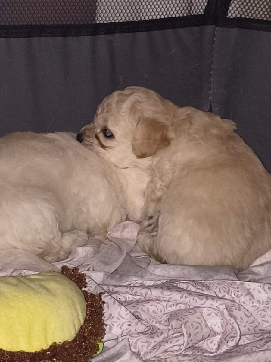 Cavachee Puppy's s (Chihuahua & Chavishon) image 1