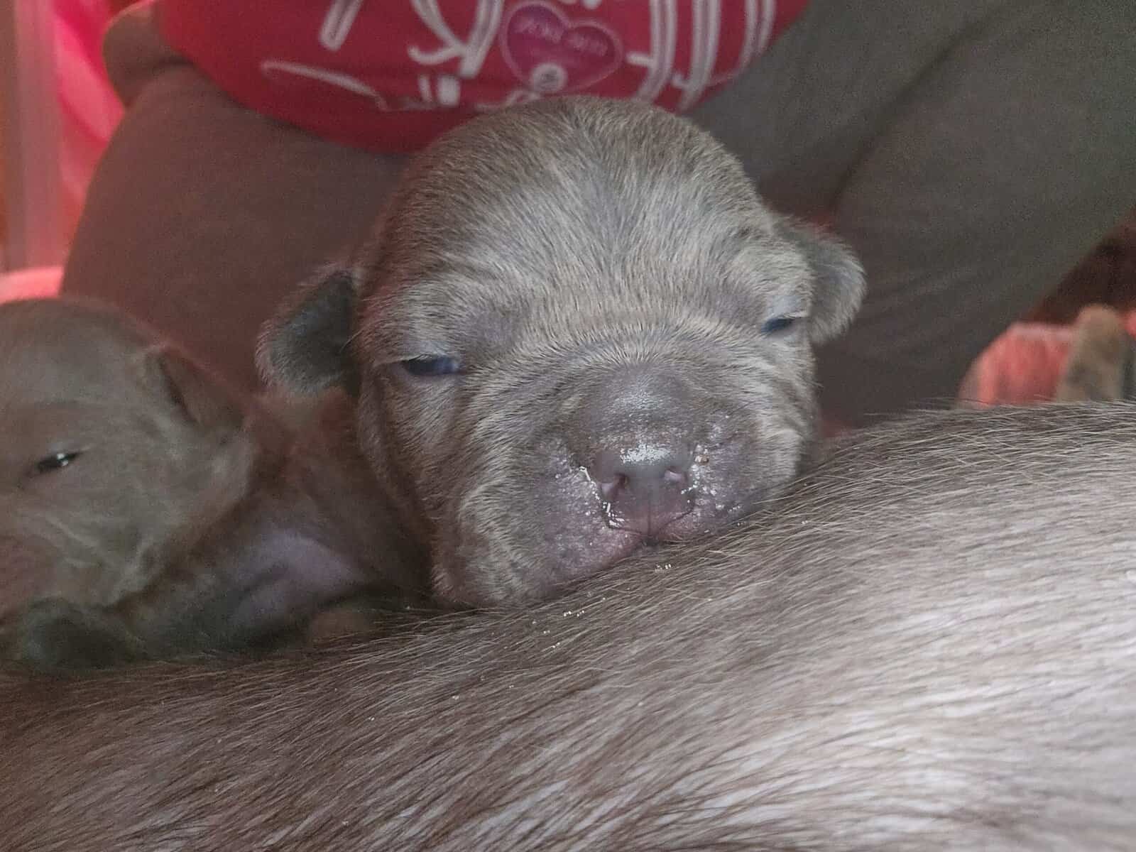 15/16 Frenchton = 94% Frenchies image 1