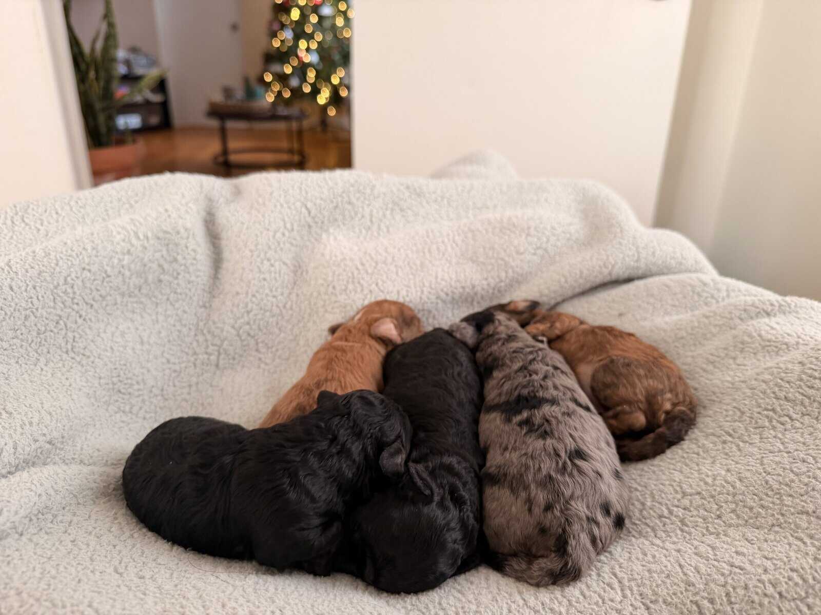 Toy poodles image 15