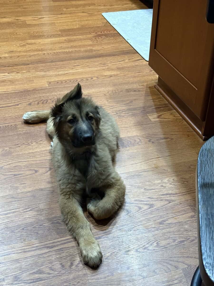 Great Pyrenees/golden retriever/ shepherd mix image 4