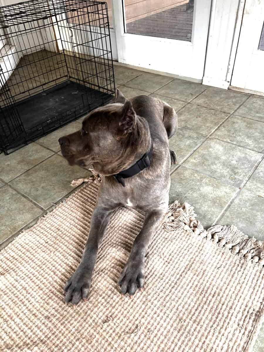 Female Cane Corso image 1