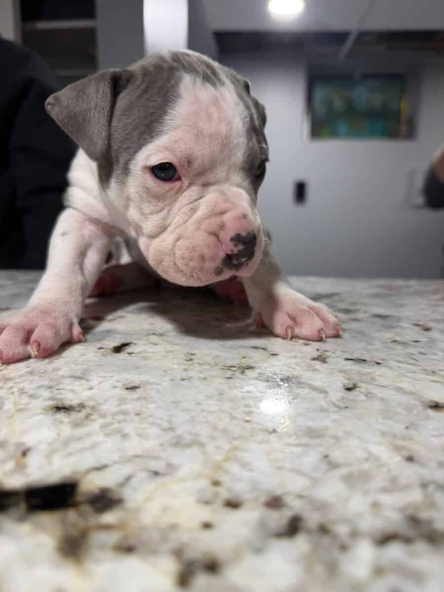 American Bully puppies image 5
