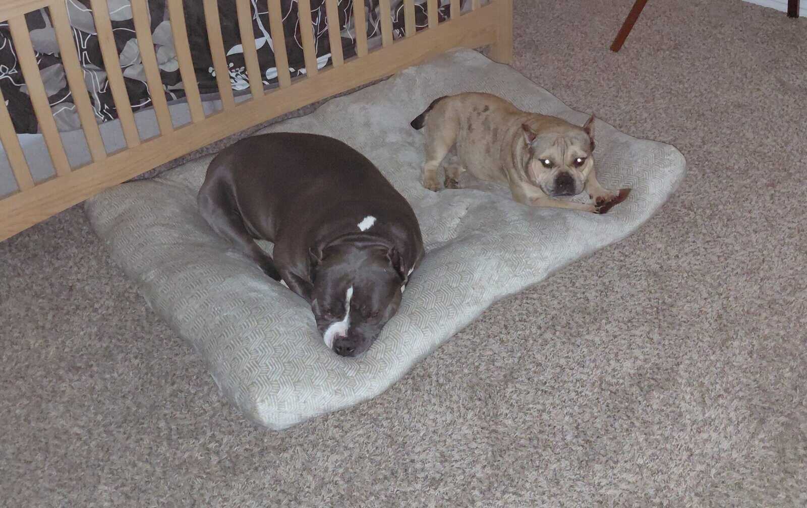 XL Bully image 7
