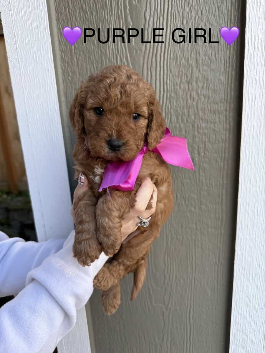 Min golden doodle puppies image 1