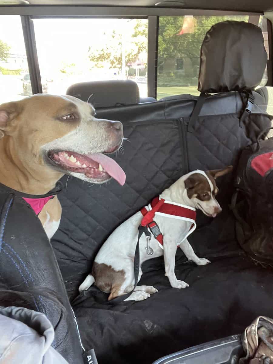 Looking for a Loving Home for These Two Dogs image 2