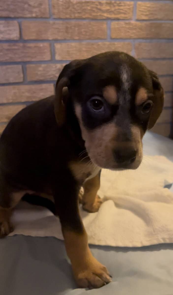 Dane/Dal mix puppies image 7