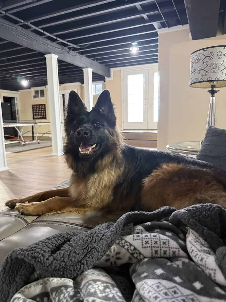 Purebred Champion German Shepherd image 1