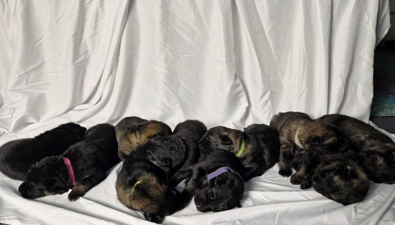 German Shepherd Puppies image 1