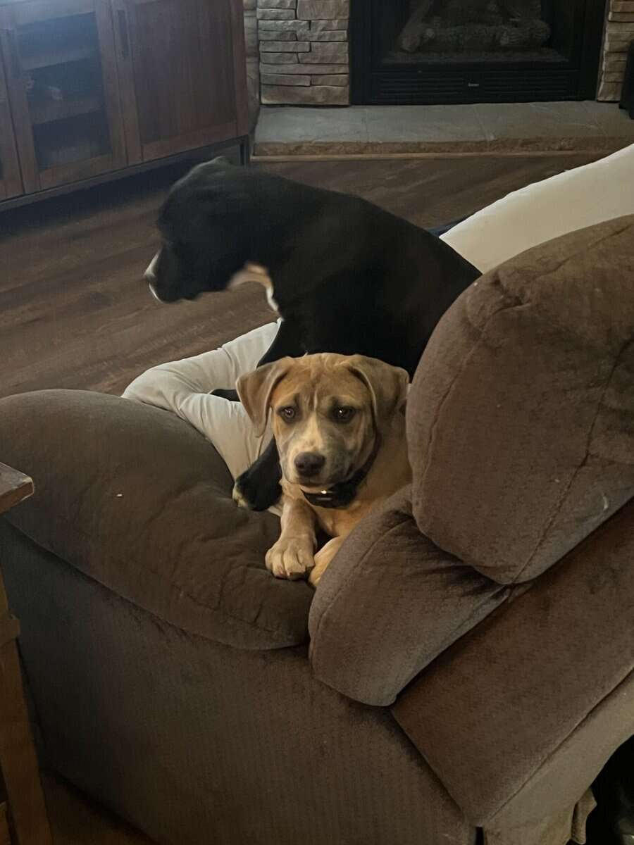 14 week old puppies image 1