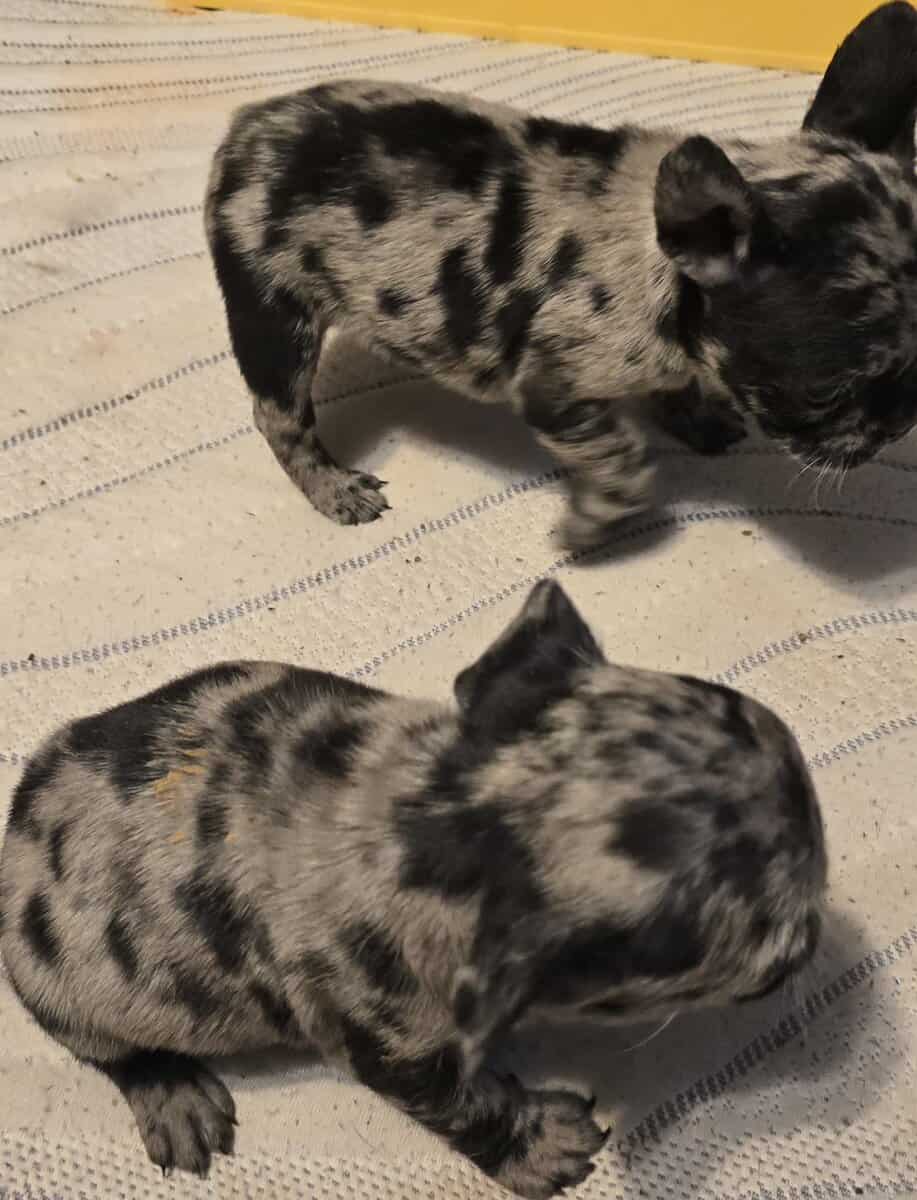 French bulldog puppies 2months old image 4