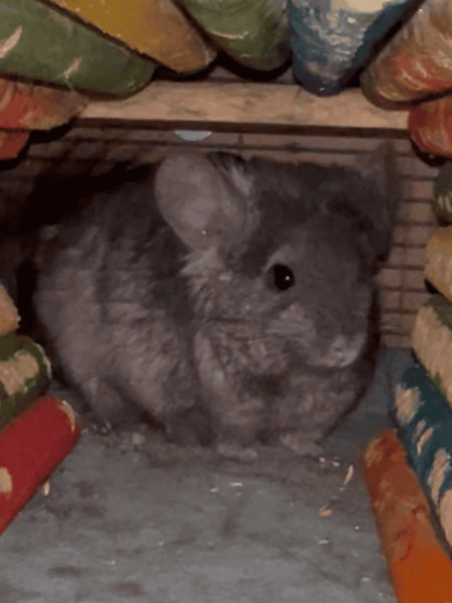 Young Ebony Male Angora Chinchilla image 8