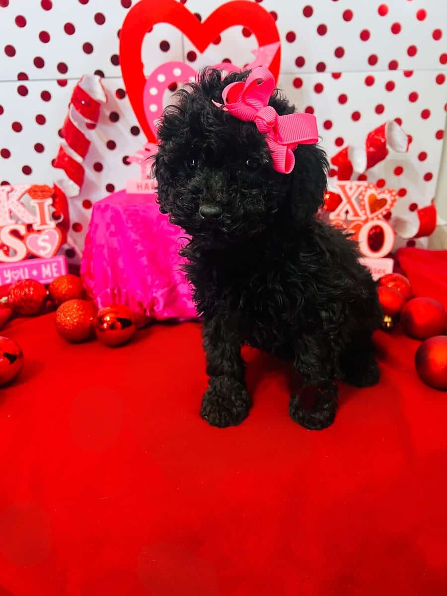 Mini Poodle image 2
