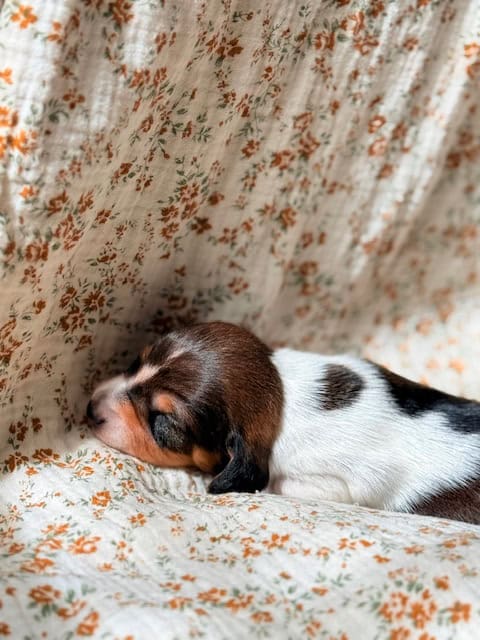 purebred dachshund pups image 5