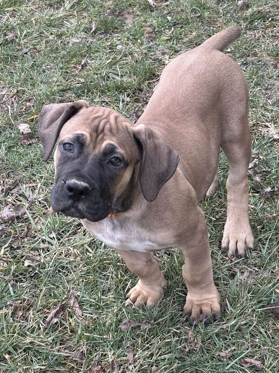 Boerboel puppies image 1