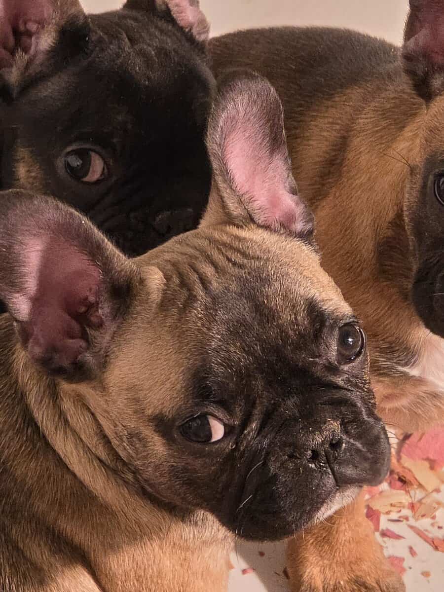 Frenchie image 6