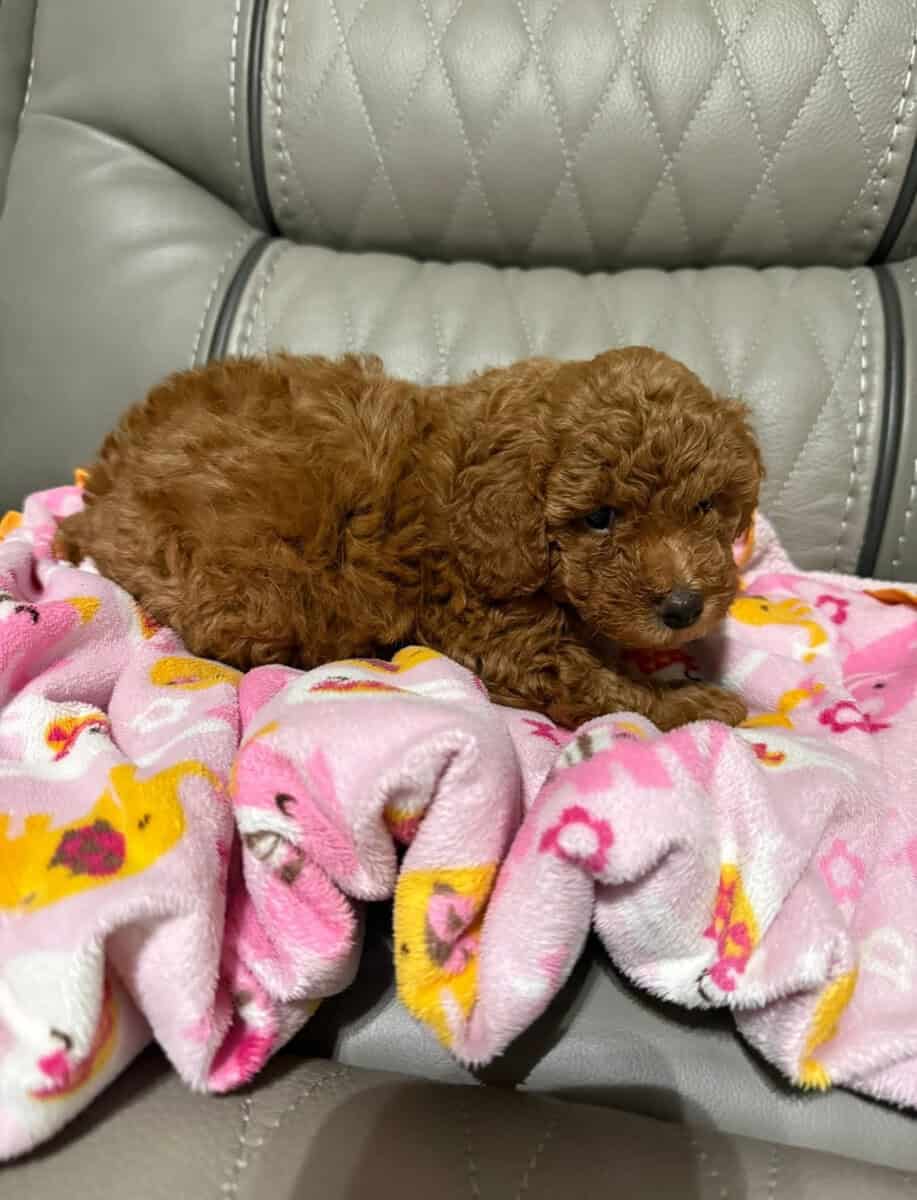 Toy Poodles image 3