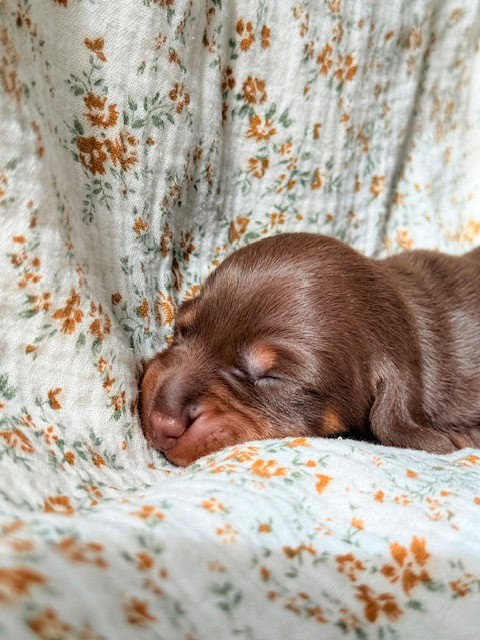 purebred dachshund pups image 1