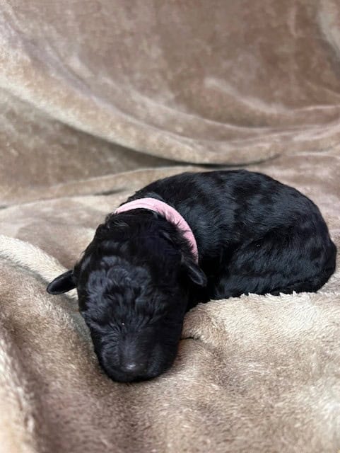 Rare! AKC champion Puli puppies for sale image 4