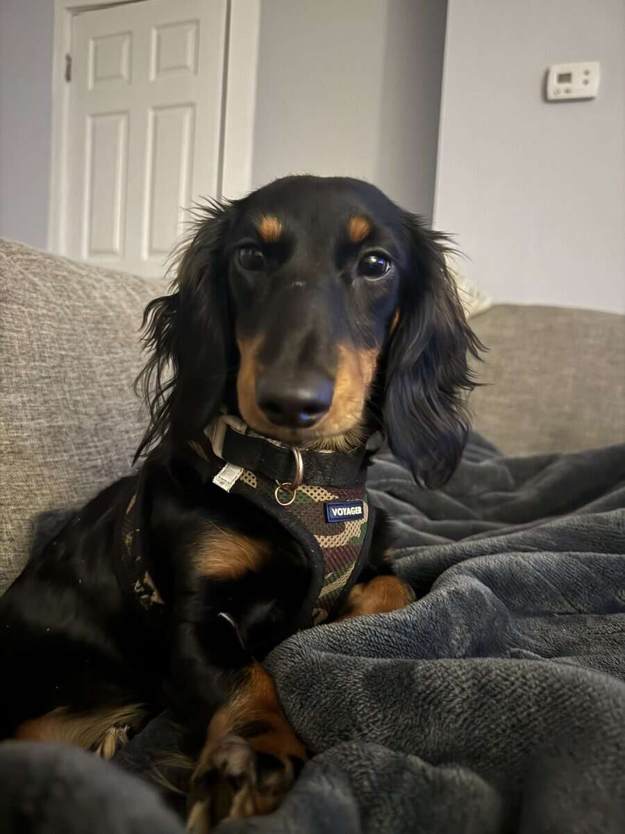 Rehoming my puppy image 1