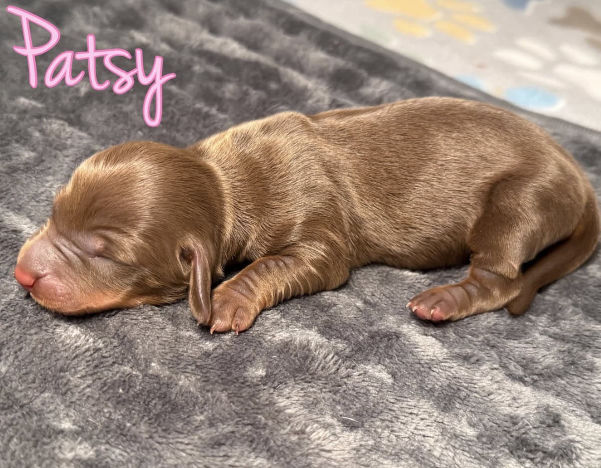 purebred dachshund pups image 7