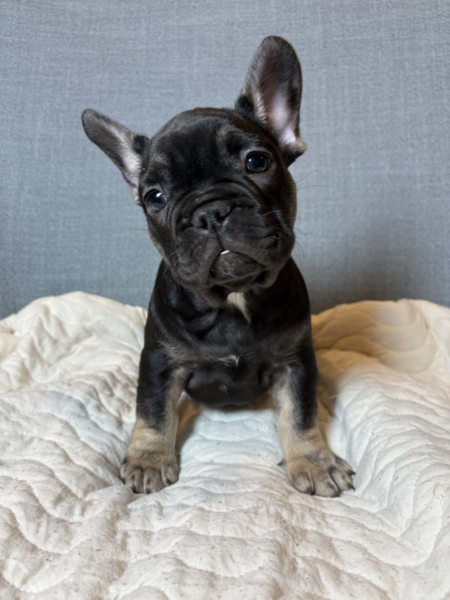 Black tri frenchie image 1