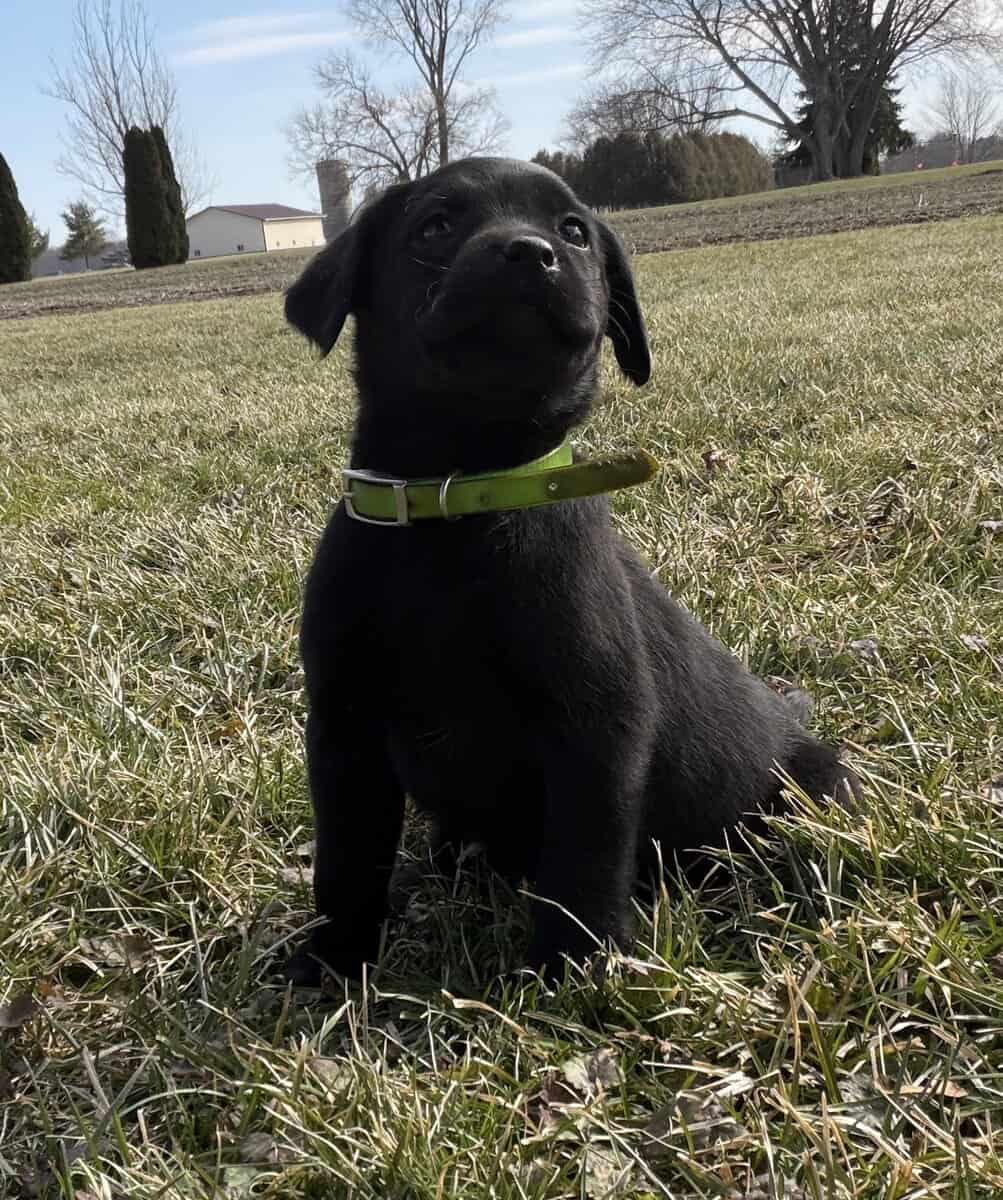 Cute black lab puppies image 4