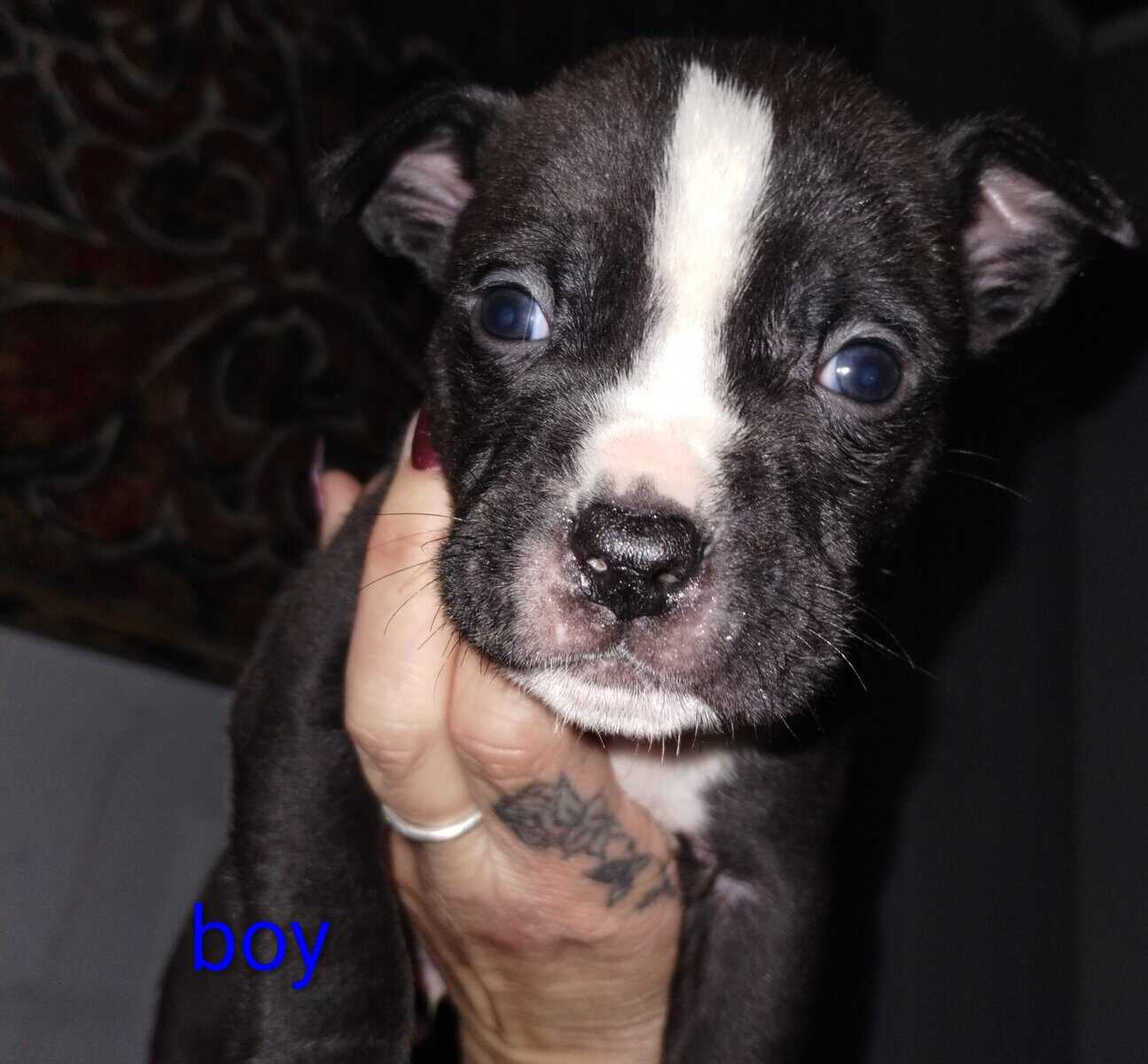 Pitbull puppies image 4