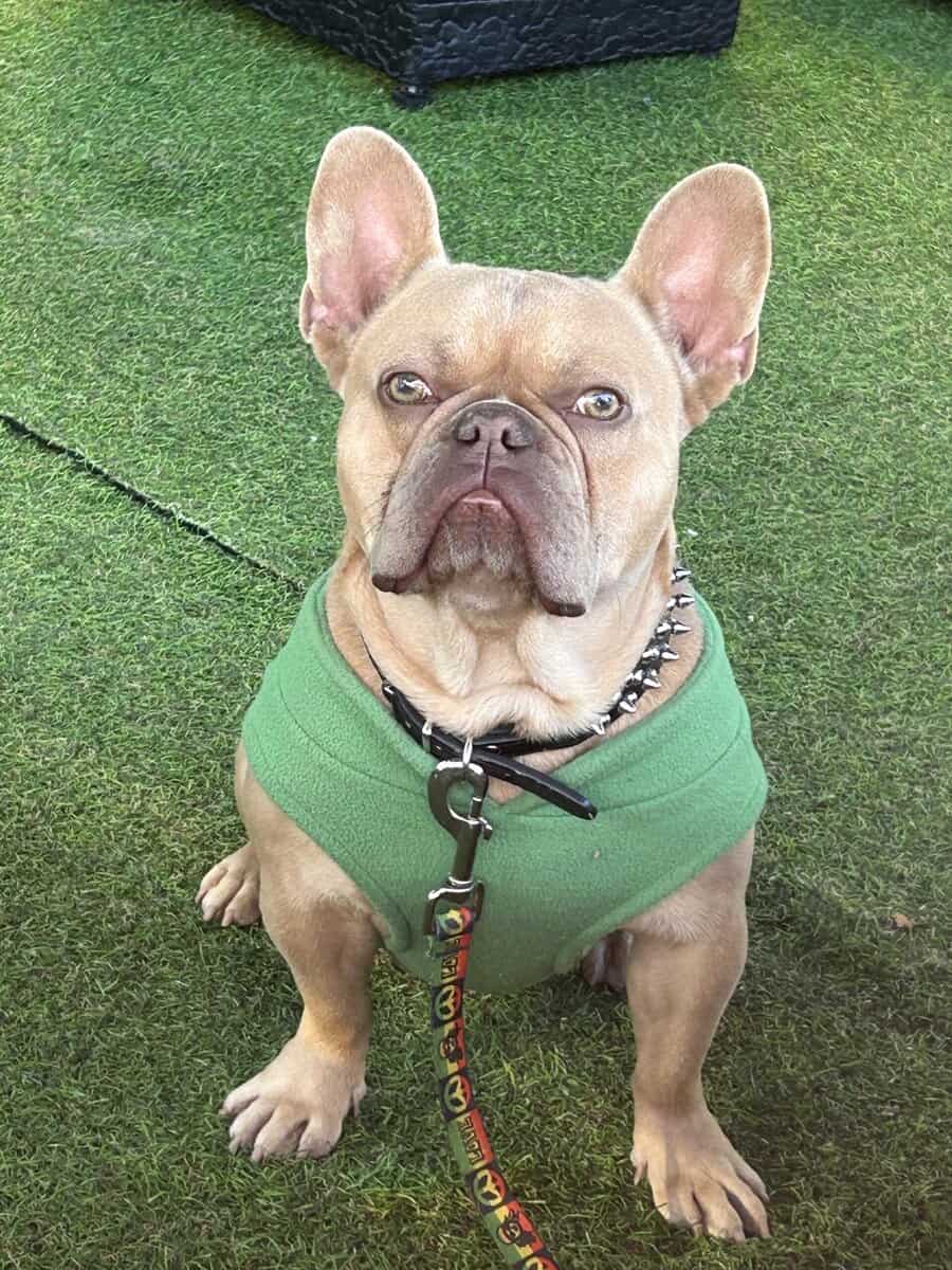 Hazel eye frenchie image 1