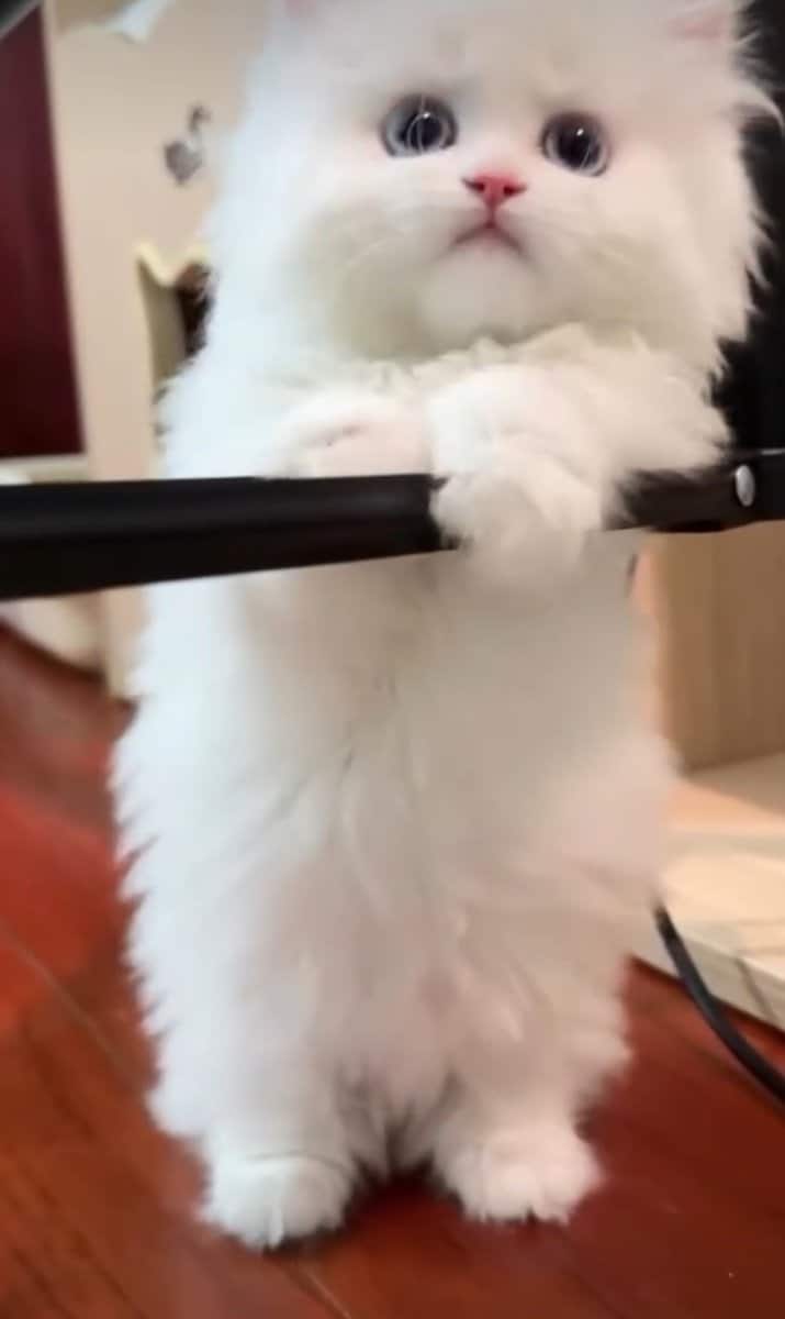 Dollface Persian Kitten image 4