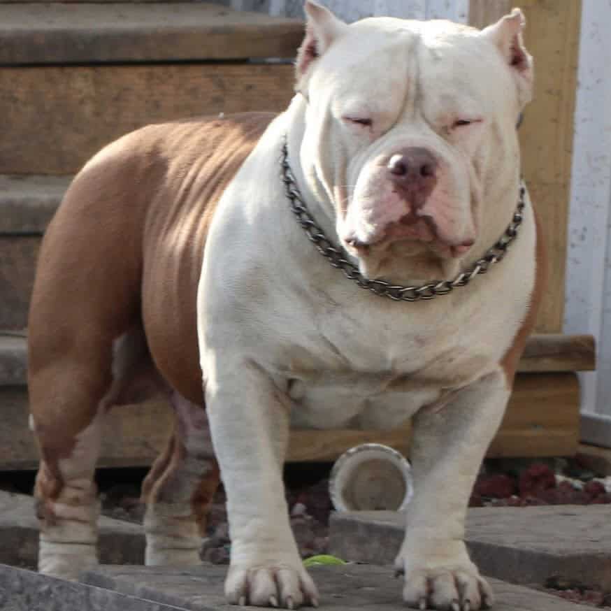 Standard brindle male bully open for stud image 2