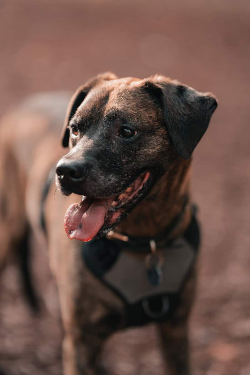 Kofi Needs a Home image 2