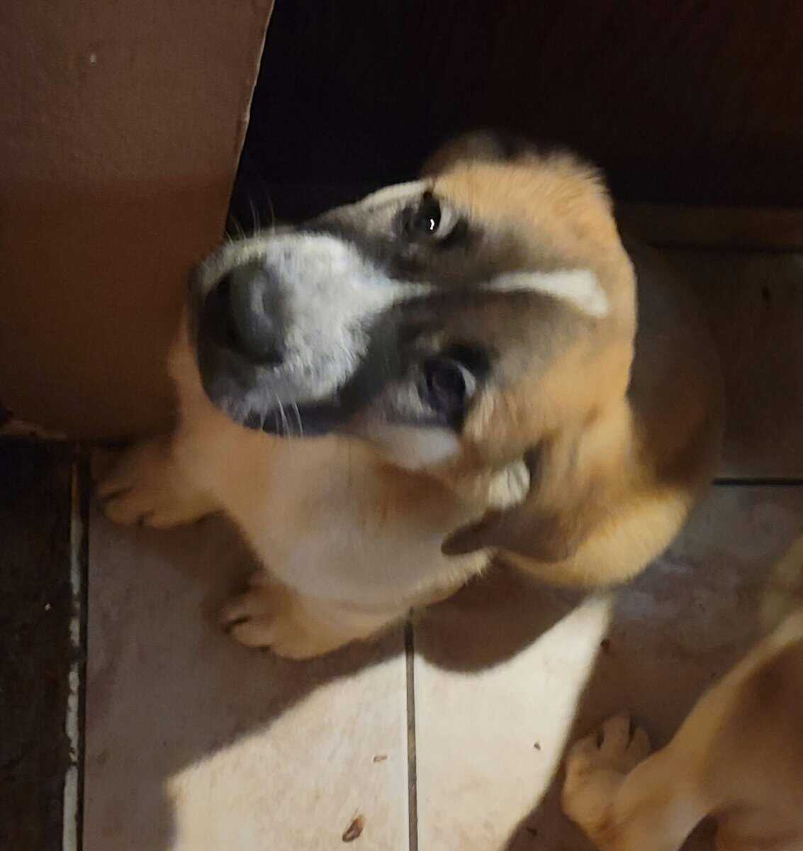 St. German Puppies image 3
