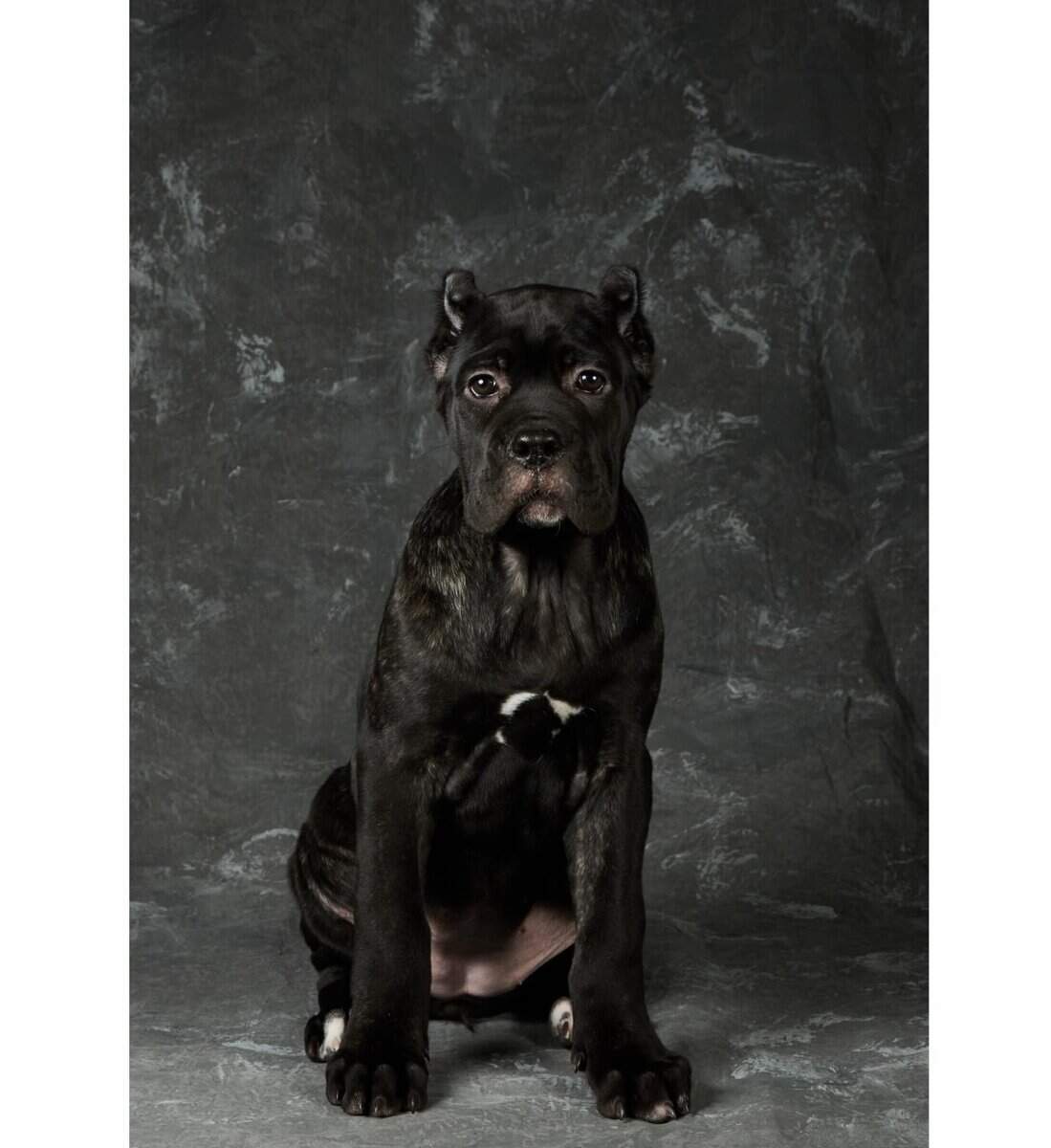 Cane Corso Pups for Sale image 6