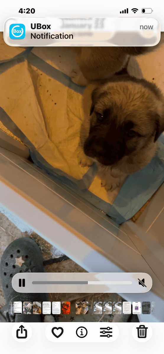 Livestock Guardian puppies image 9