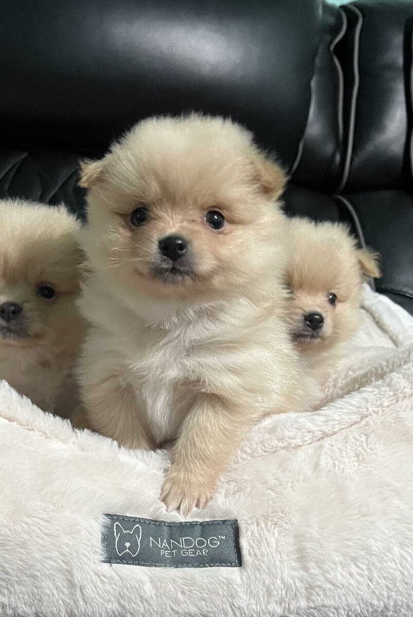 Pomeranian Puppies image 1