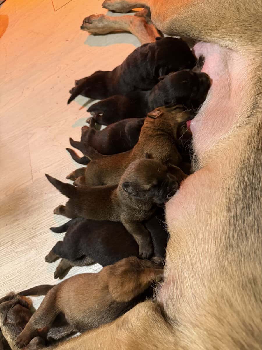 Rottweiler x Malinois puppies image 5