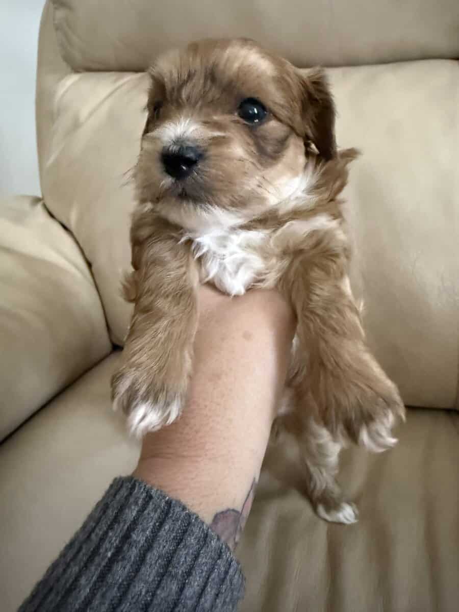 Malshihpoo puppies image 7