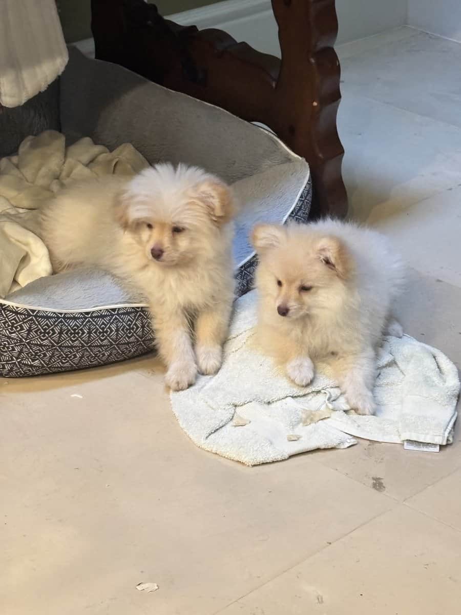 Pomeranian Yorkie mix puppy image 3